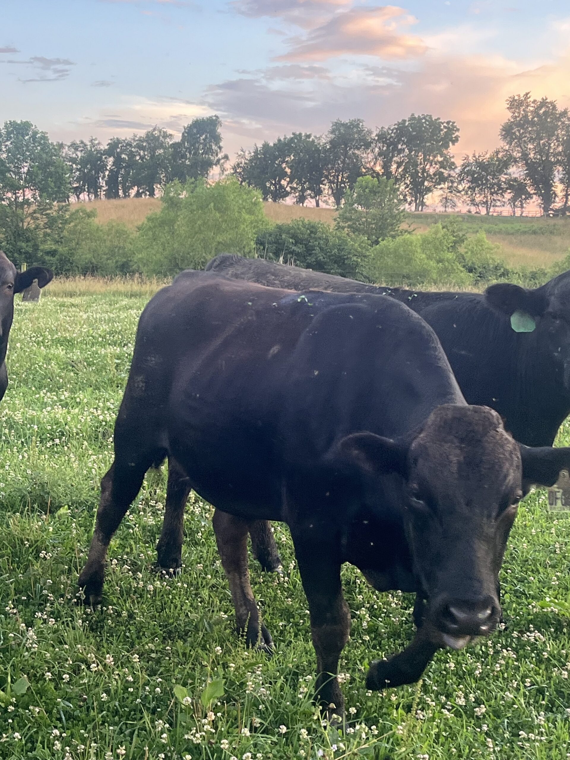 Registered Wagyu Bulls, Bred Heifers, Cows