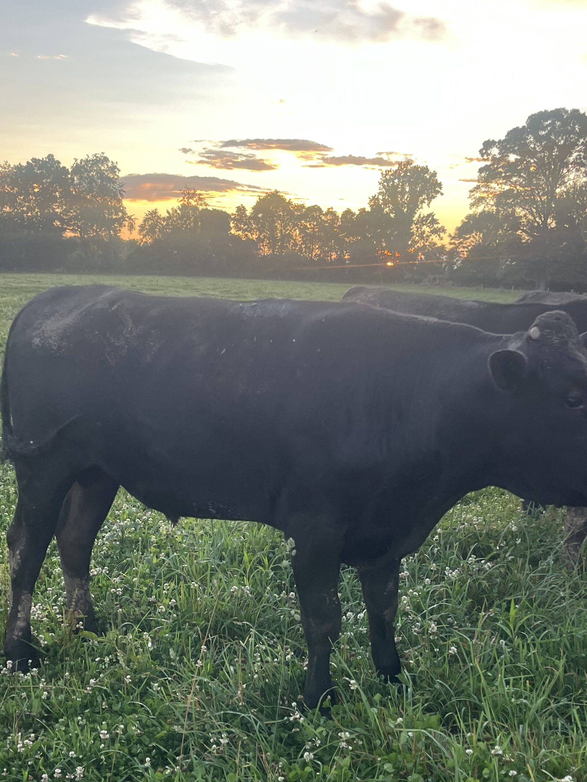 Registered Wagyu Bulls, Bred Heifers, Cows