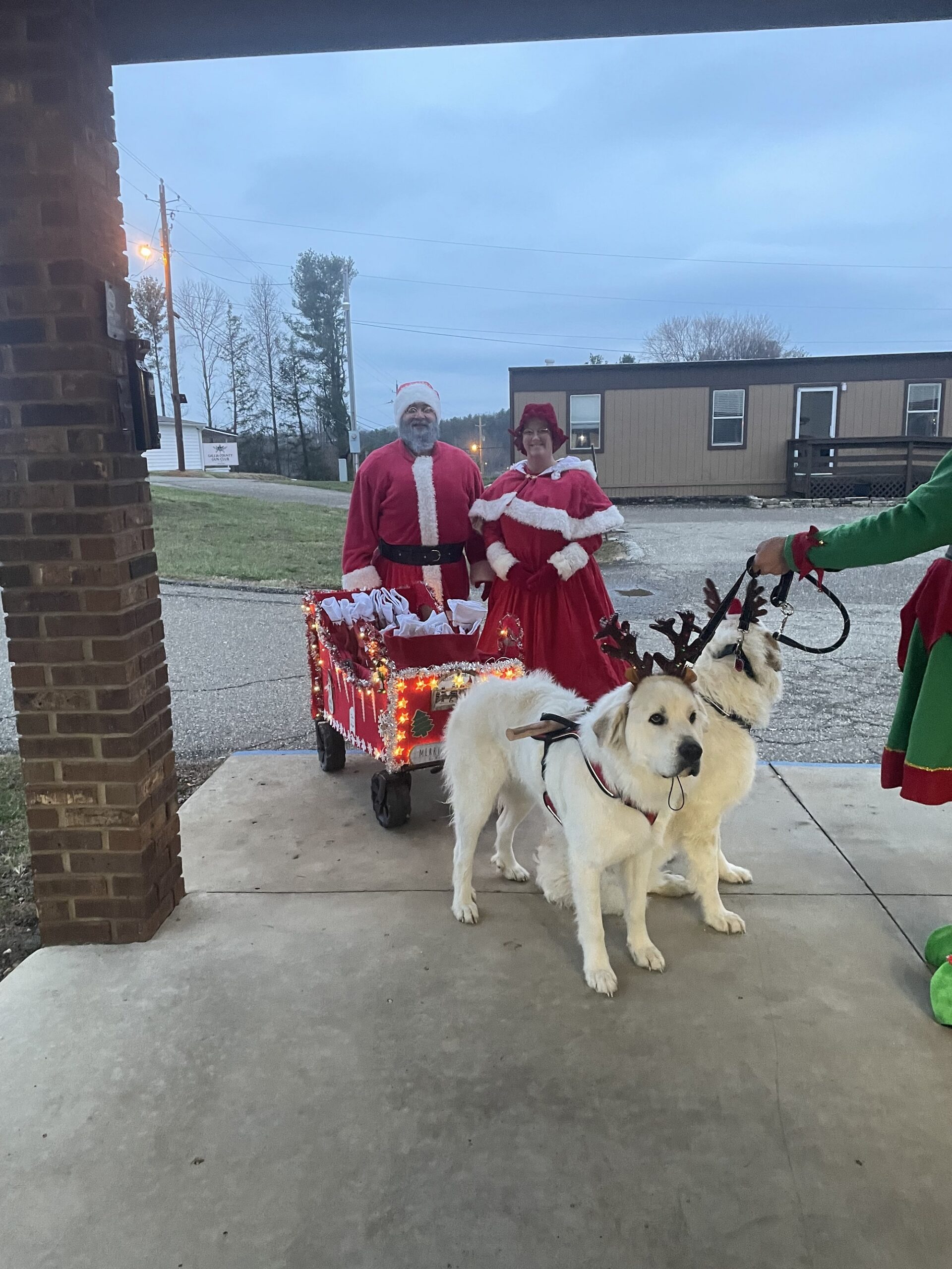 Purebred Great Pyrenees Puppies