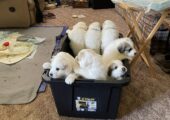 Purebred Great Pyrenees Puppies