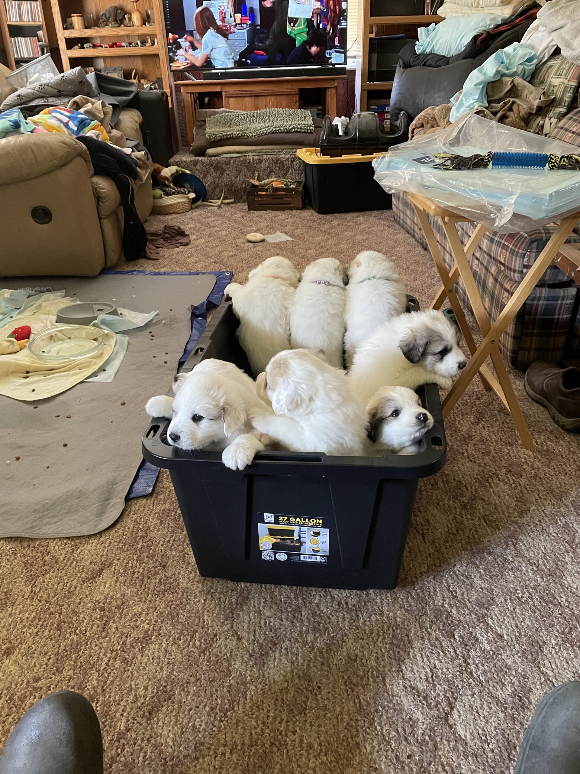 Purebred Great Pyrenees Puppies