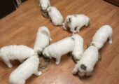 Purebred Great Pyrenees Puppies