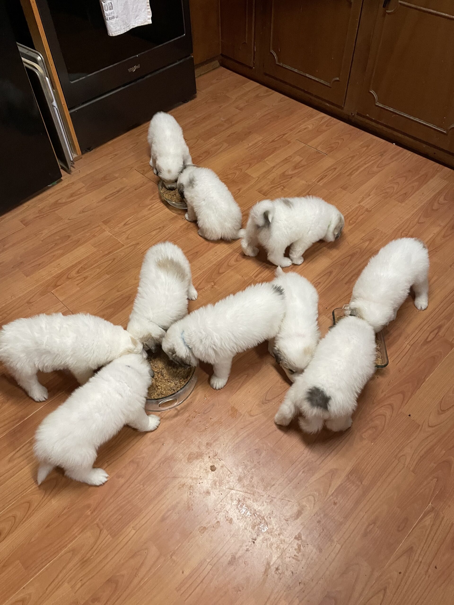 Purebred Great Pyrenees Puppies