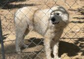 Purebred Great Pyrenees Puppies