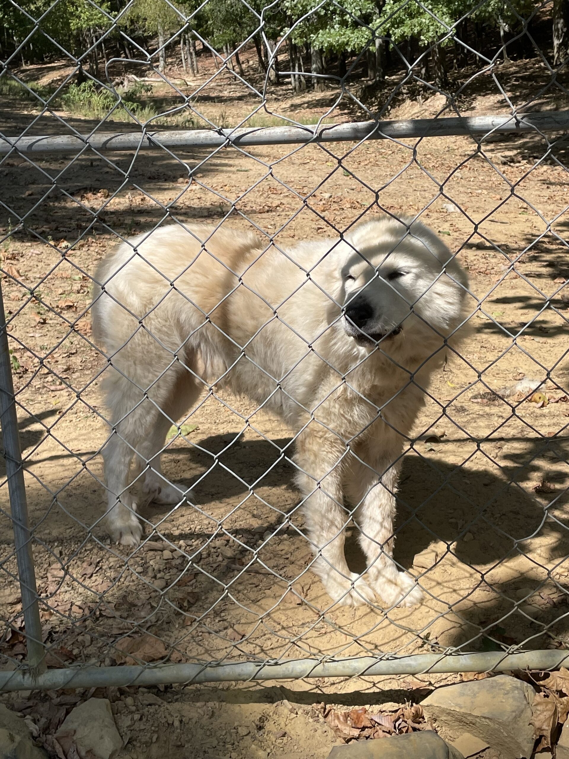 Purebred Great Pyrenees Puppies