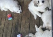 Purebred Great Pyrenees Puppies