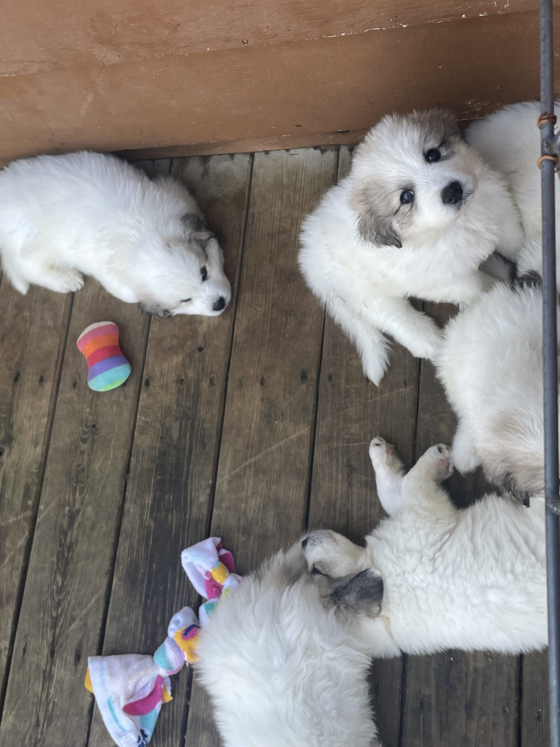 Purebred Great Pyrenees Puppies