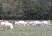 45 To 50 Ewe Lambs