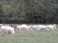 lambs1