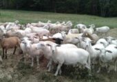45 To 50 Ewe Lambs