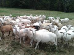 45 To 50 Ewe Lambs