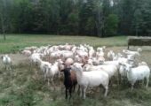 45 To 50 Ewe Lambs