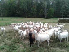 45 To 50 Ewe Lambs