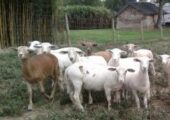 45 To 50 Ewe Lambs