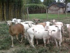 45 To 50 Ewe Lambs