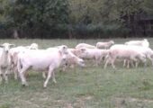 45 To 50 Ewe Lambs