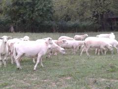 45 To 50 Ewe Lambs