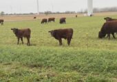 Purebred Shorthorn Cattle