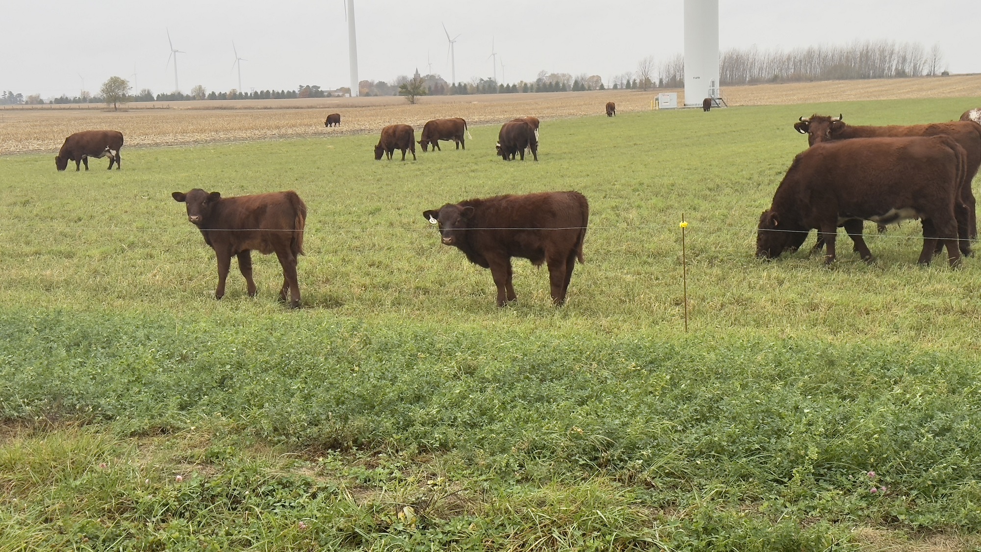 Purebred Shorthorn Cattle