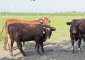 Purebred Shorthorn Cattle
