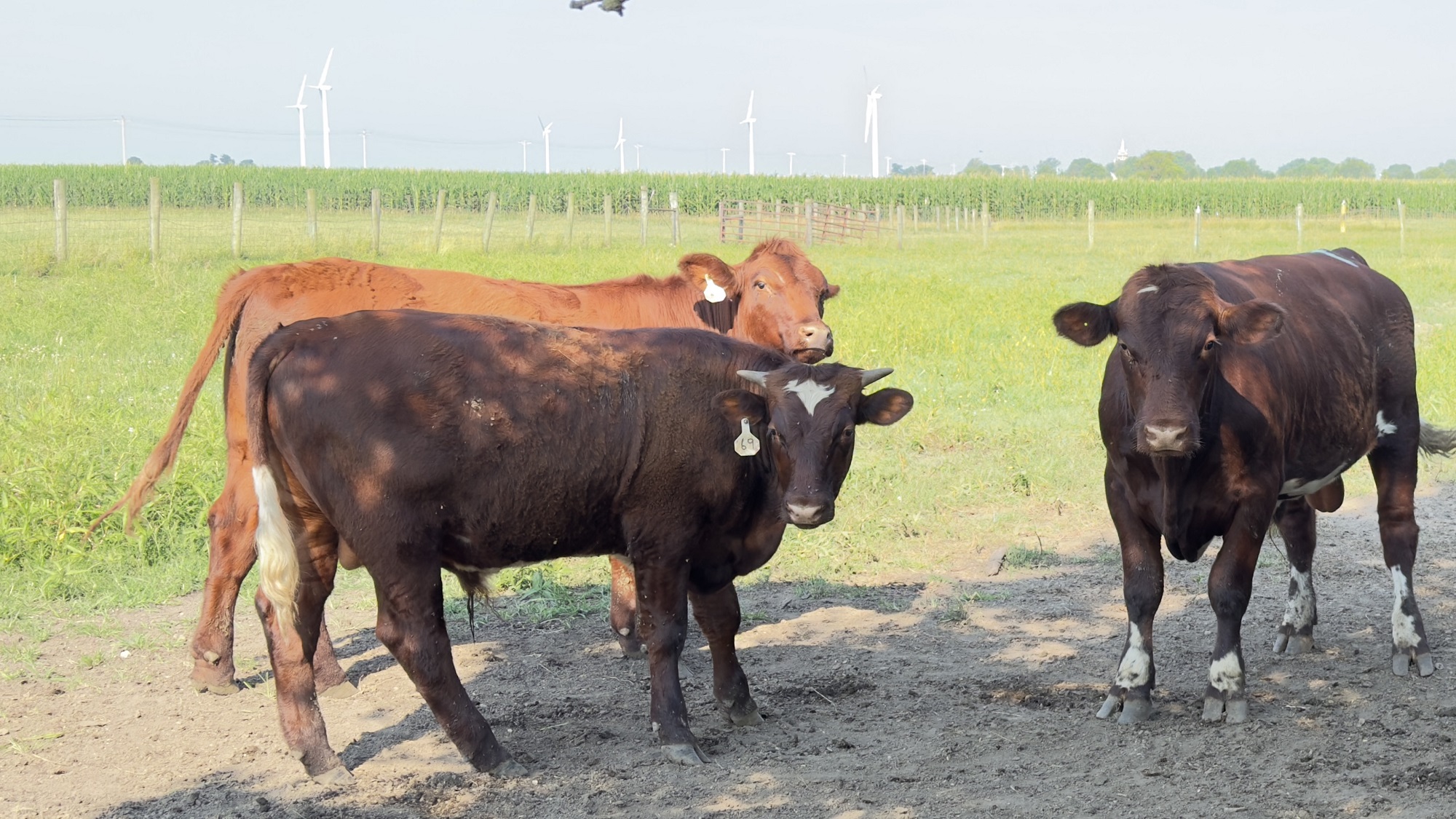 Purebred Shorthorn Cattle