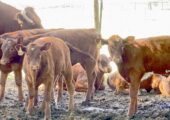 Purebred Shorthorn Cattle