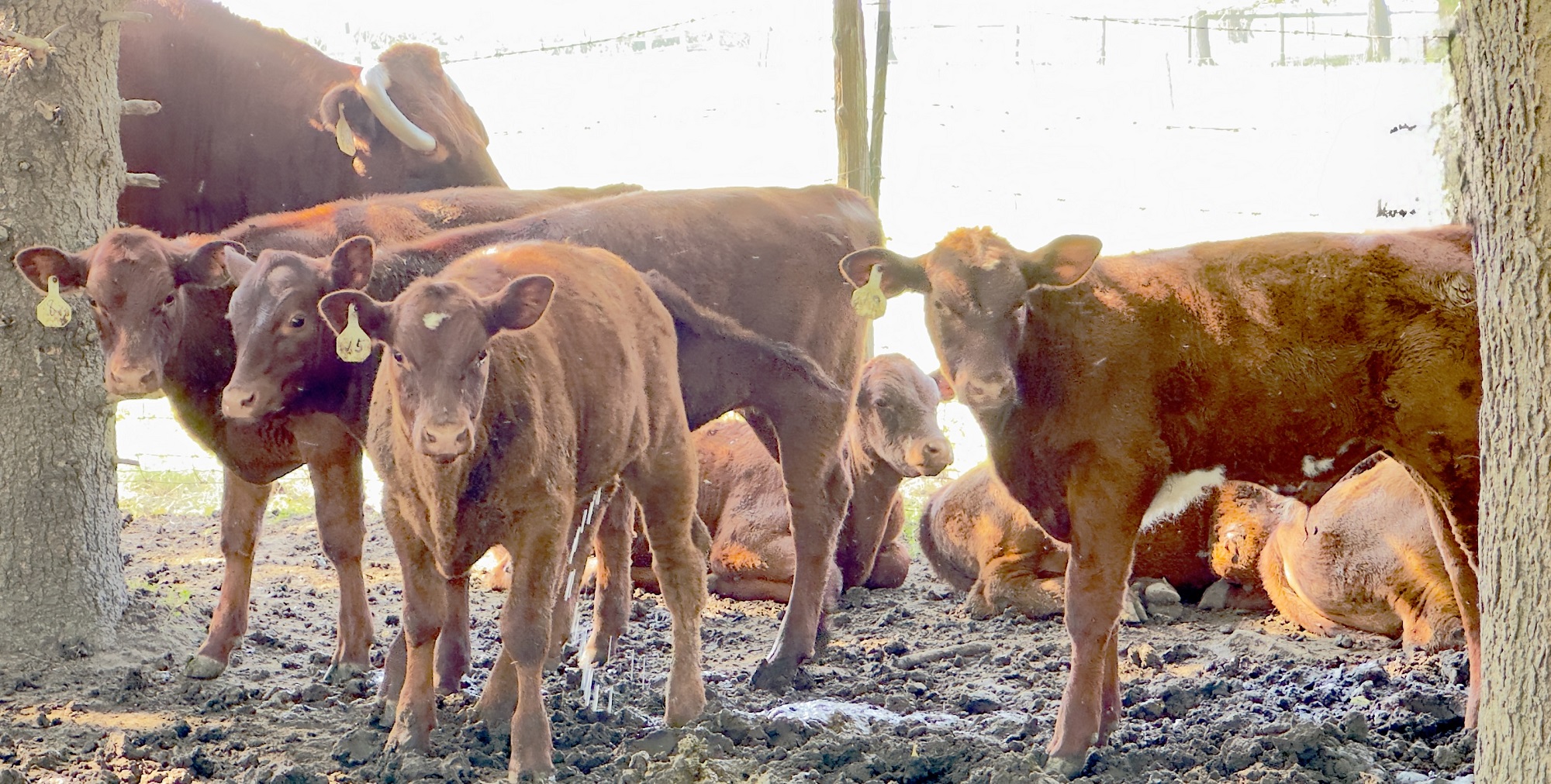 Purebred Shorthorn Cattle