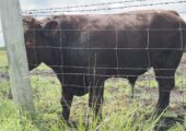 Purebred Shorthorn Cattle