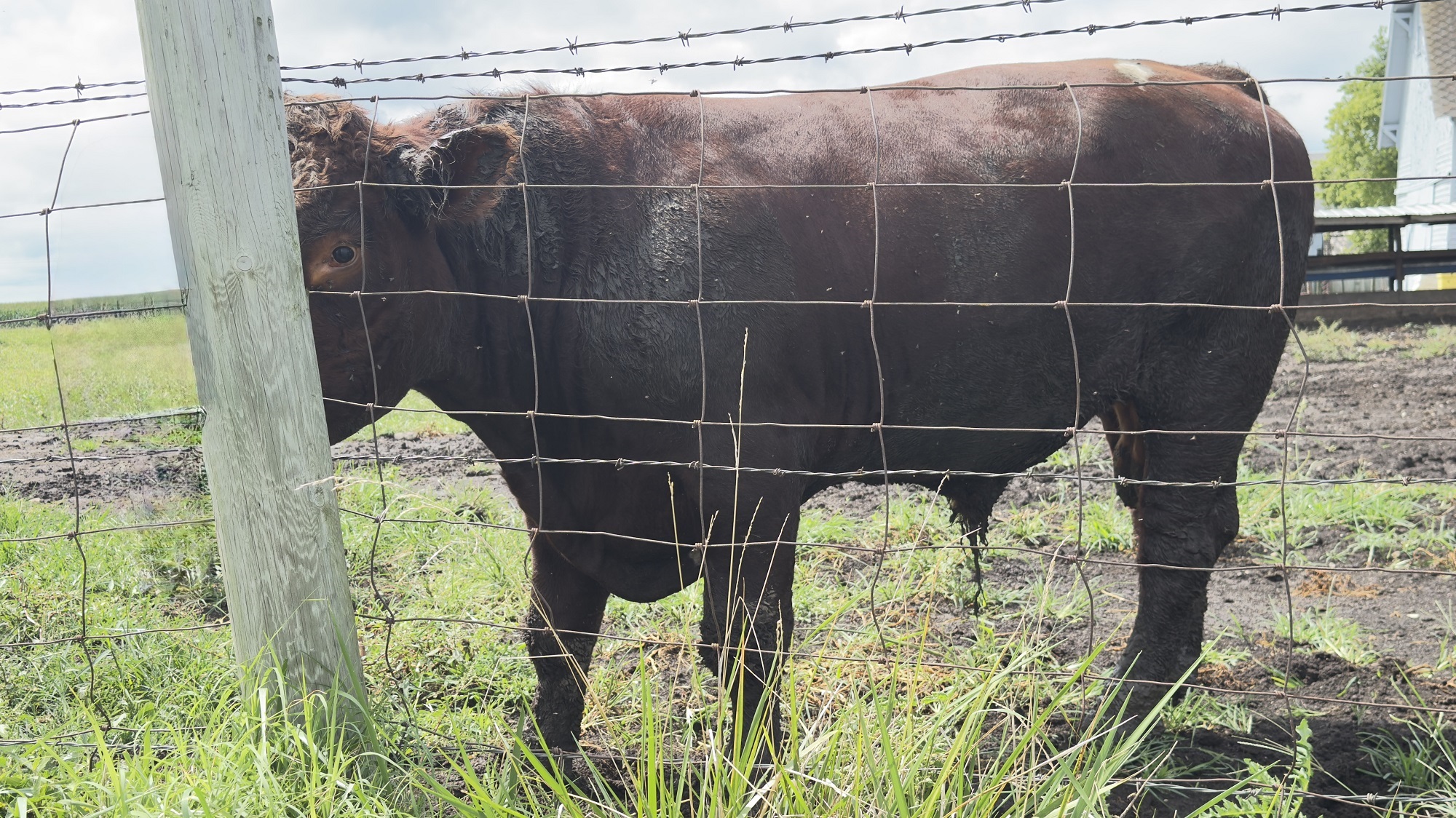Purebred Shorthorn Cattle
