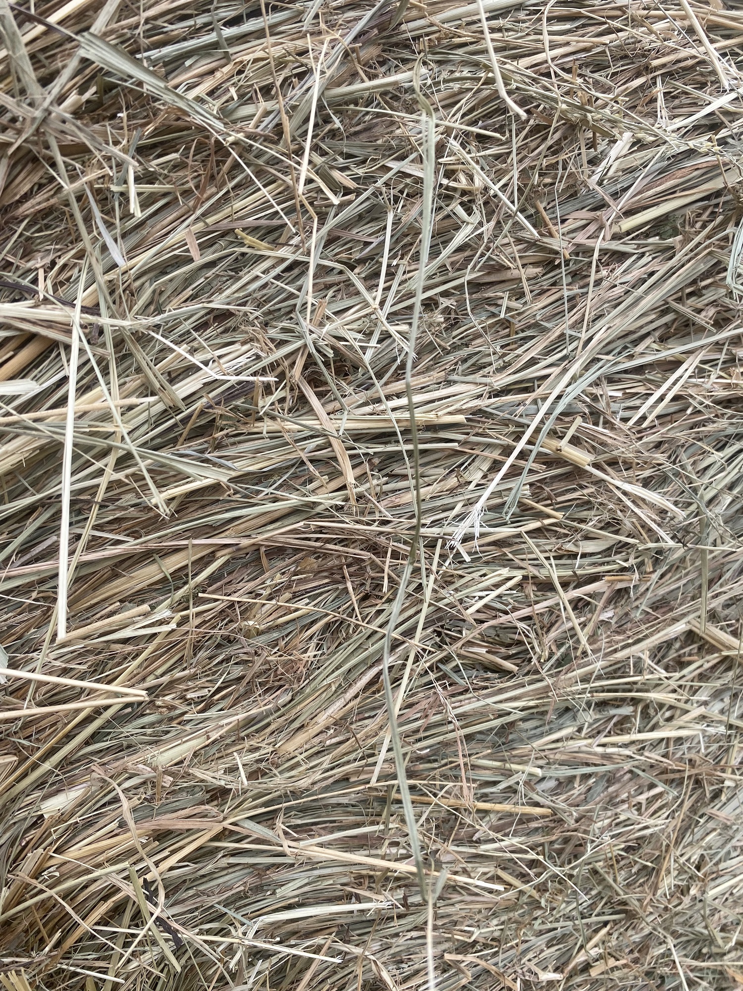 Small Square Timothy/Orchard Grass Hay