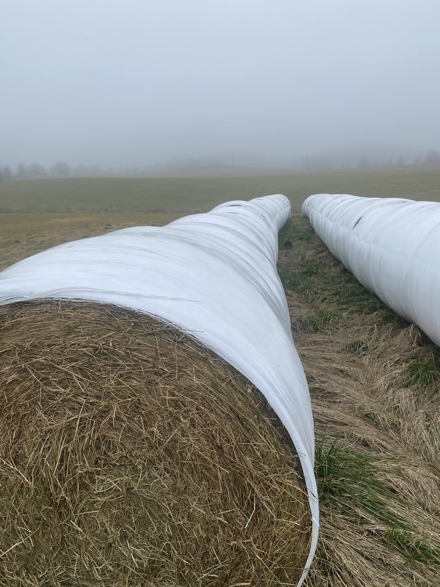 Small Square Timothy/Orchard Grass Hay