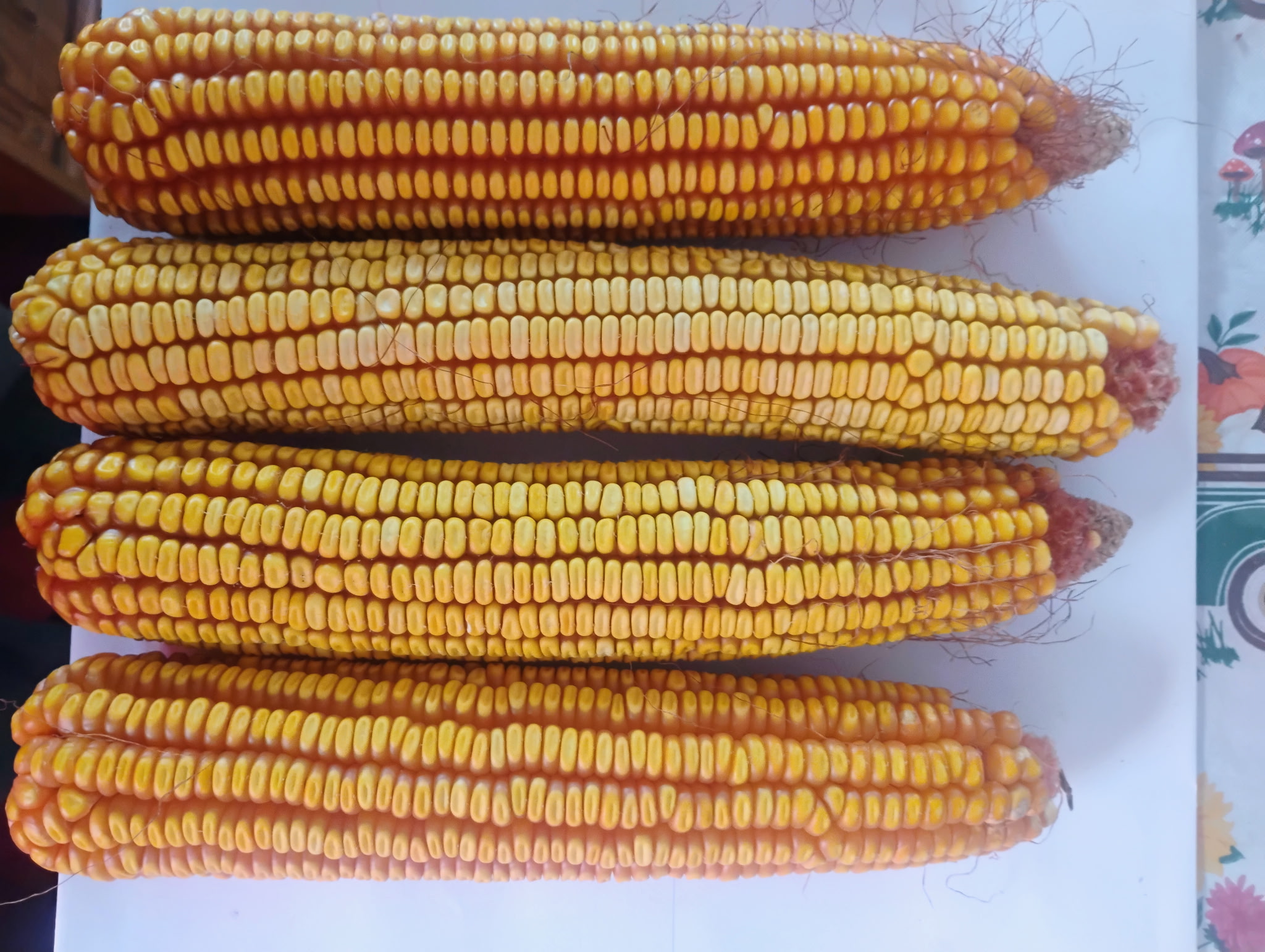 Open Pollinated Seed Corn