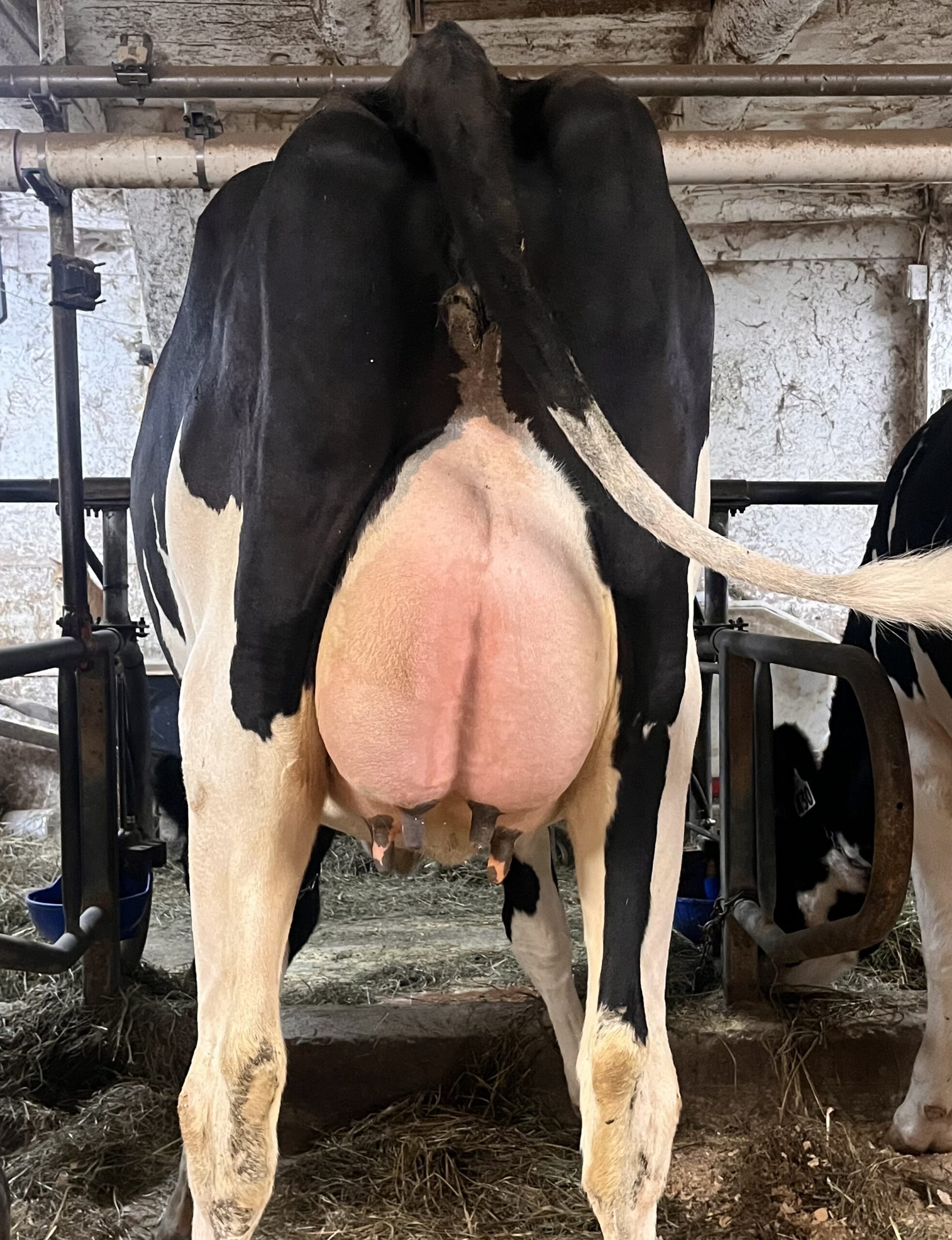 Fresh Dairy Heifers