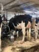 Fresh Dairy Heifers