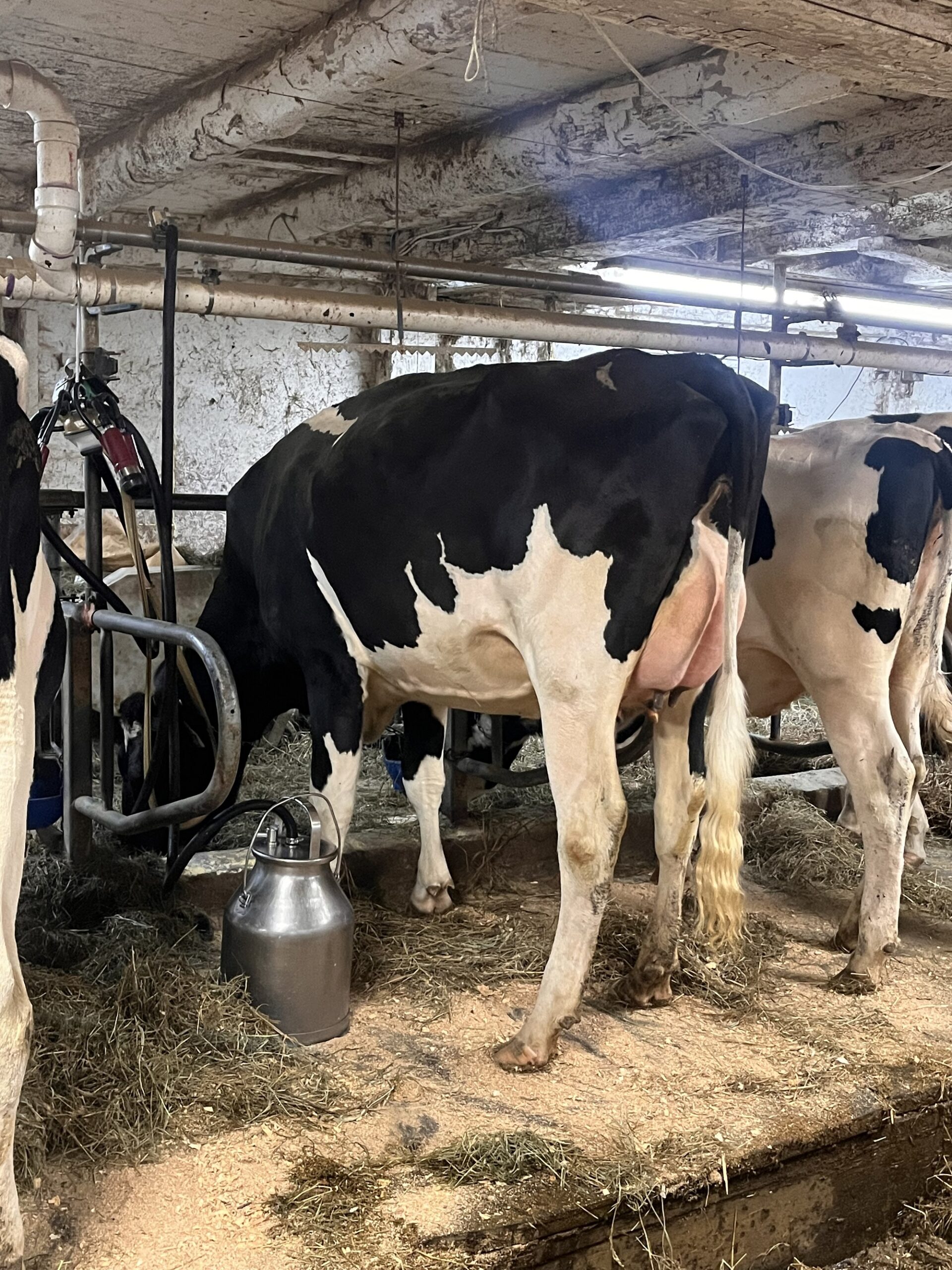 Fresh Dairy Heifers