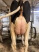 Fresh Dairy Heifers