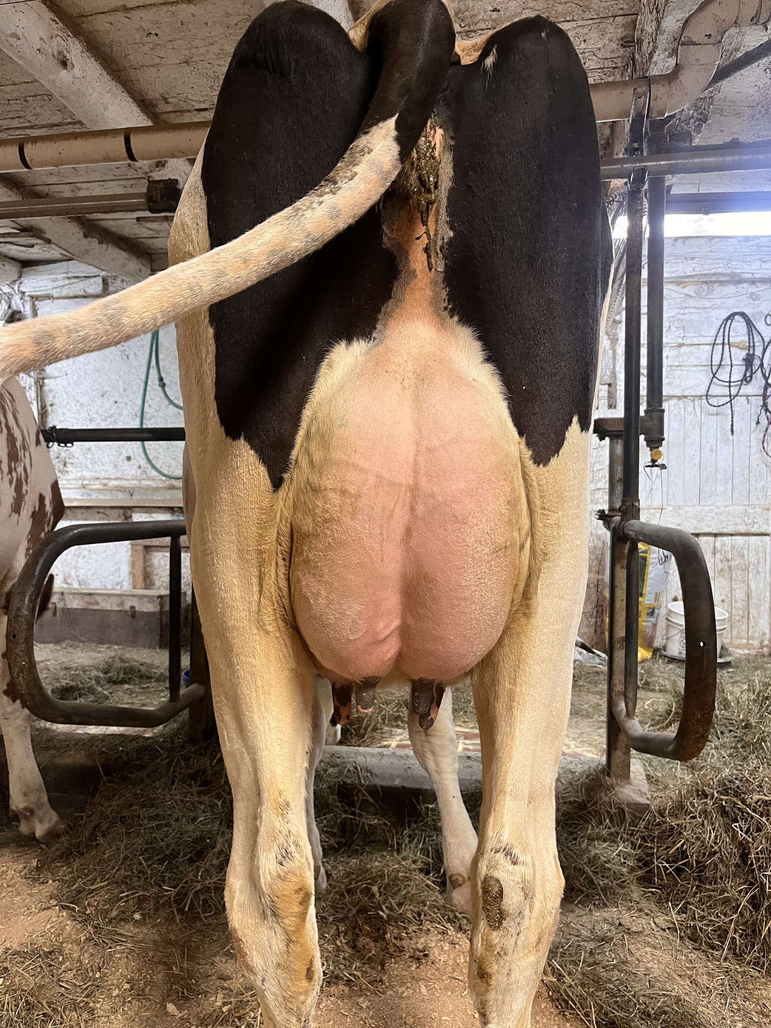 Fresh Dairy Heifers