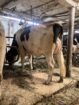 Fresh Dairy Heifers