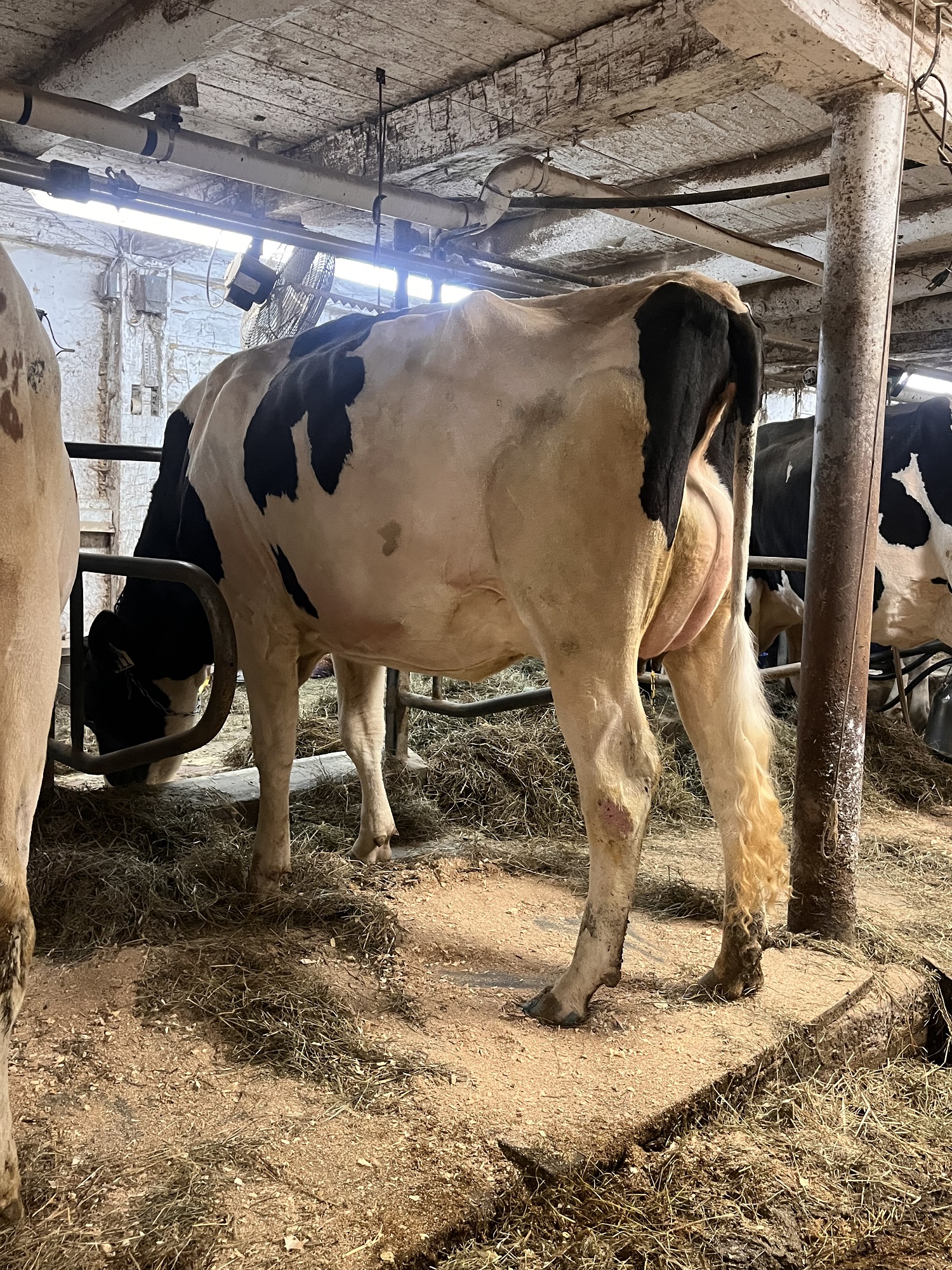 Fresh Dairy Heifers