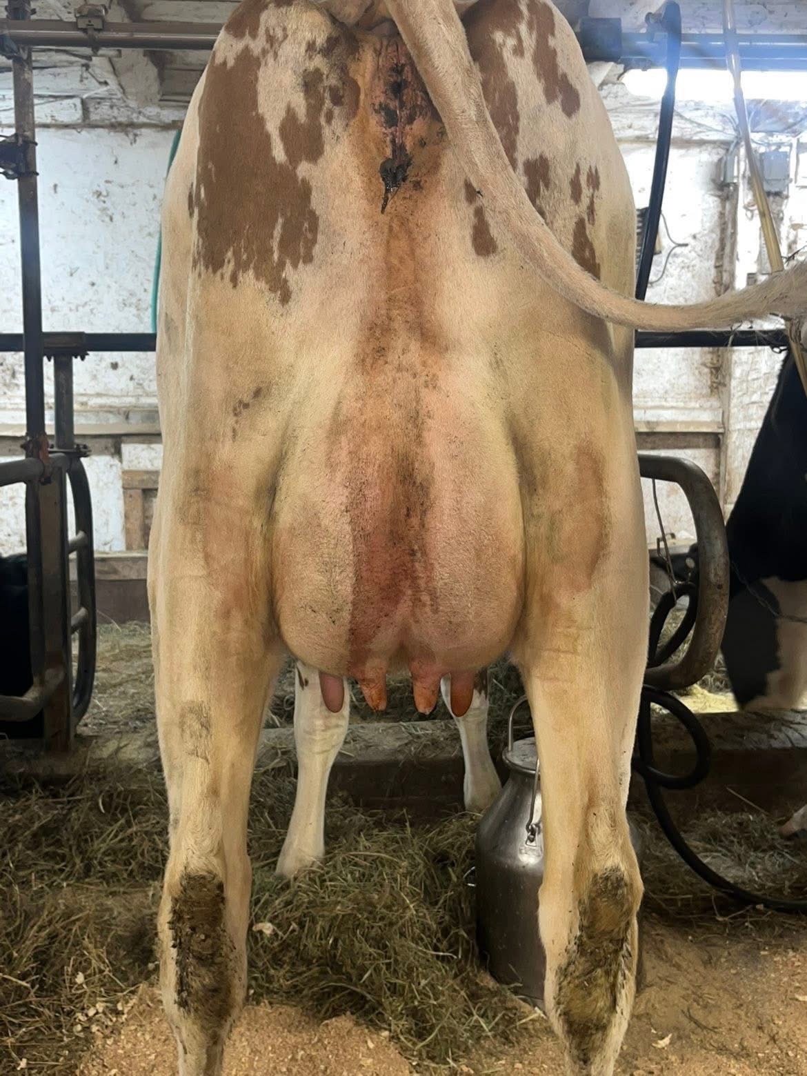 Fresh Dairy Heifers