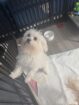 (4) Morkie Males, (3) Maltese Males, (4) Small Teacup Yorkies
