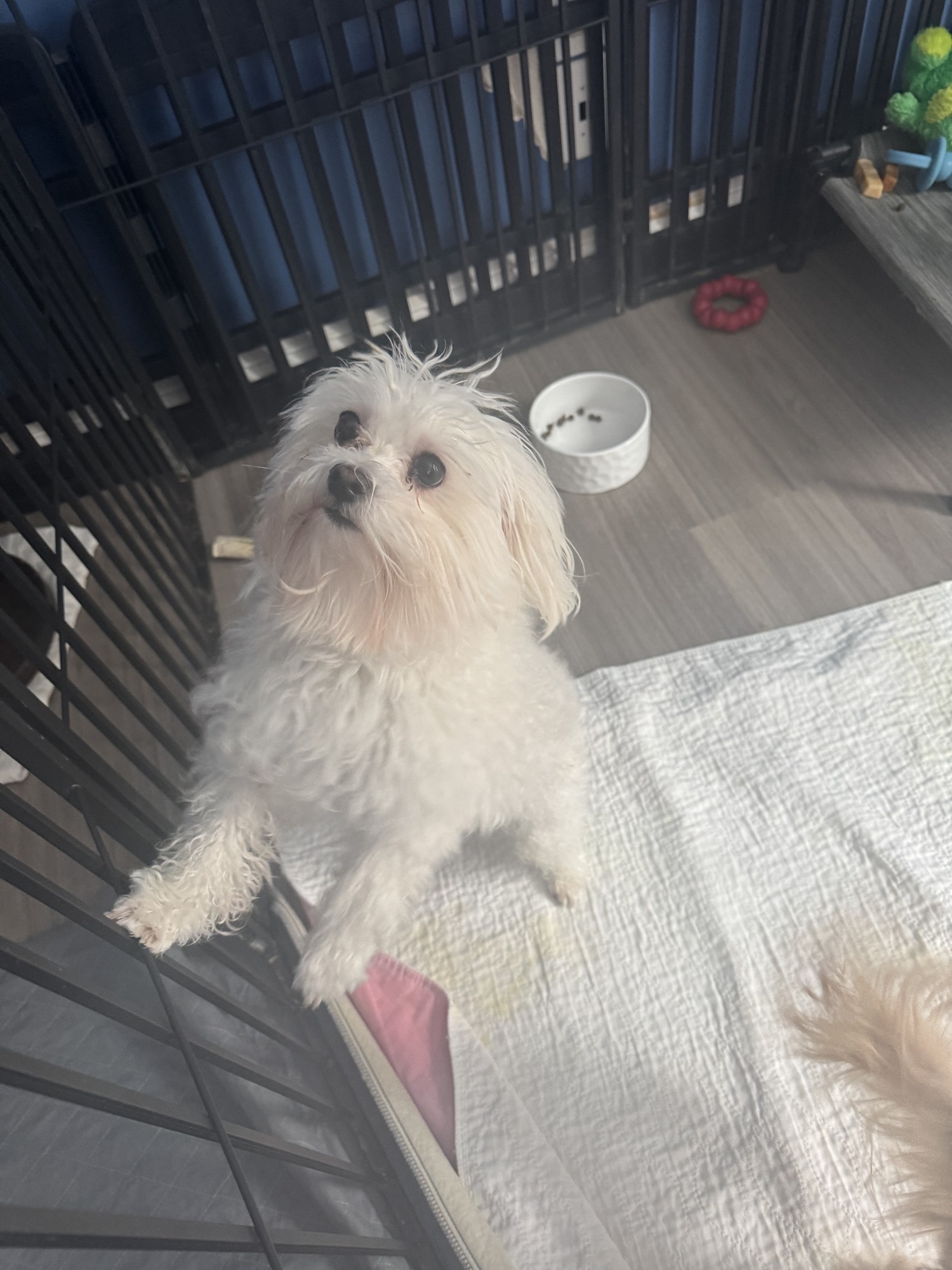 (4) Morkie Males, (3) Maltese Males, (4) Small Teacup Yorkies