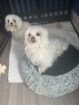 (4) Morkie Males, (3) Maltese Males, (4) Small Teacup Yorkies