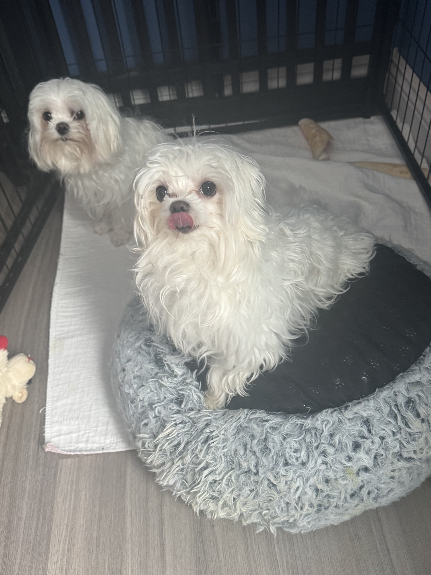 (4) Morkie Males, (3) Maltese Males, (4) Small Teacup Yorkies