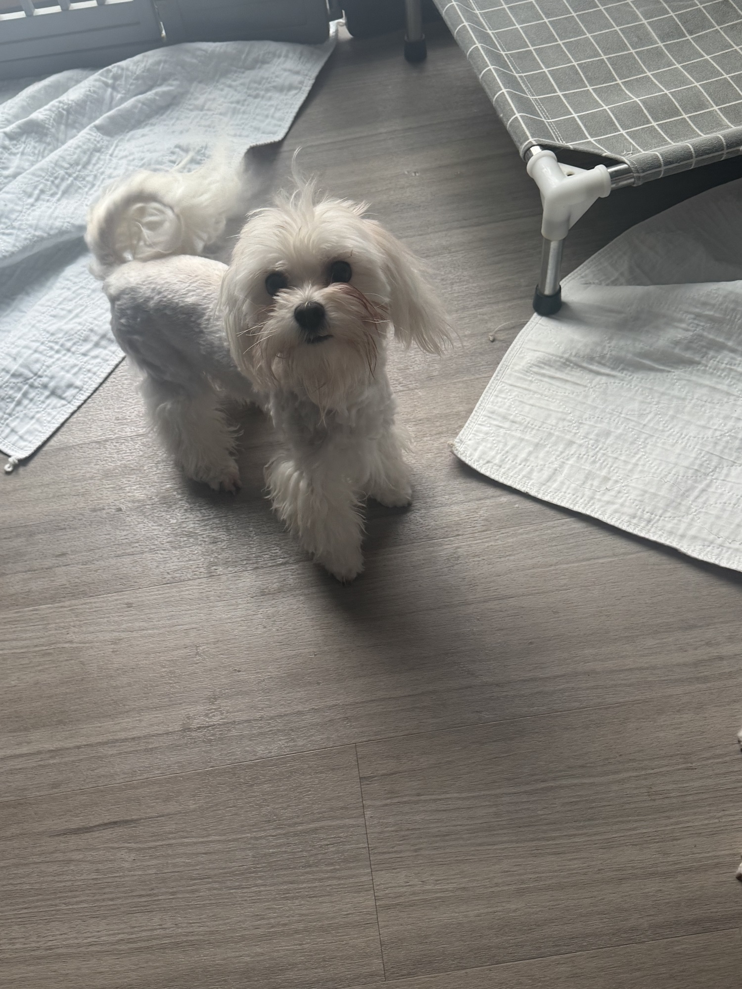 (4) Morkie Males, (3) Maltese Males, (4) Small Teacup Yorkies