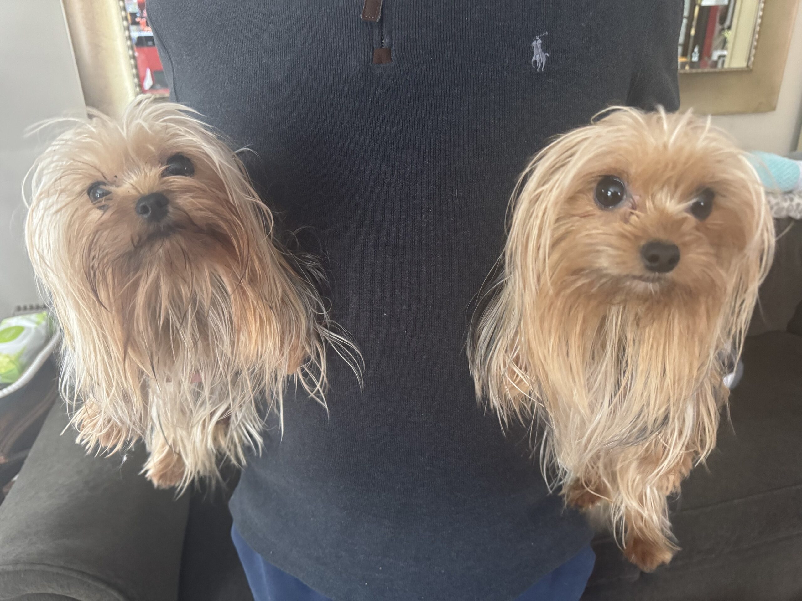 (4) Morkie Males, (3) Maltese Males, (4) Small Teacup Yorkies