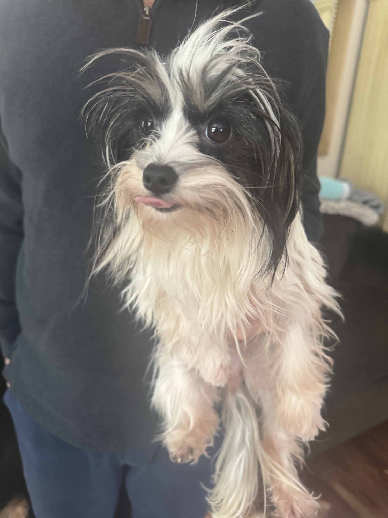 (4) Morkie Males, (3) Maltese Males, (4) Small Teacup Yorkies