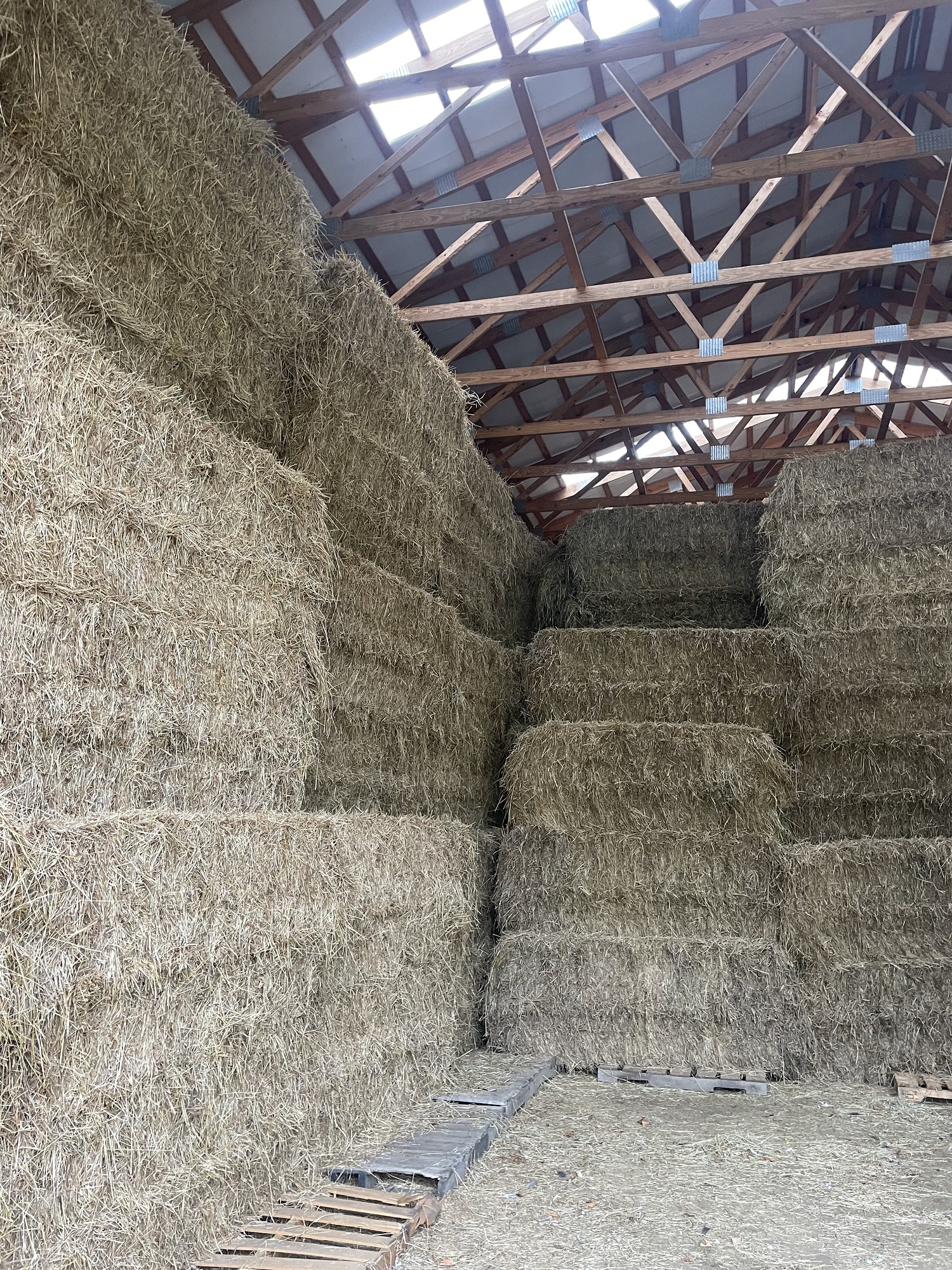 1st Cutting Grass Hay