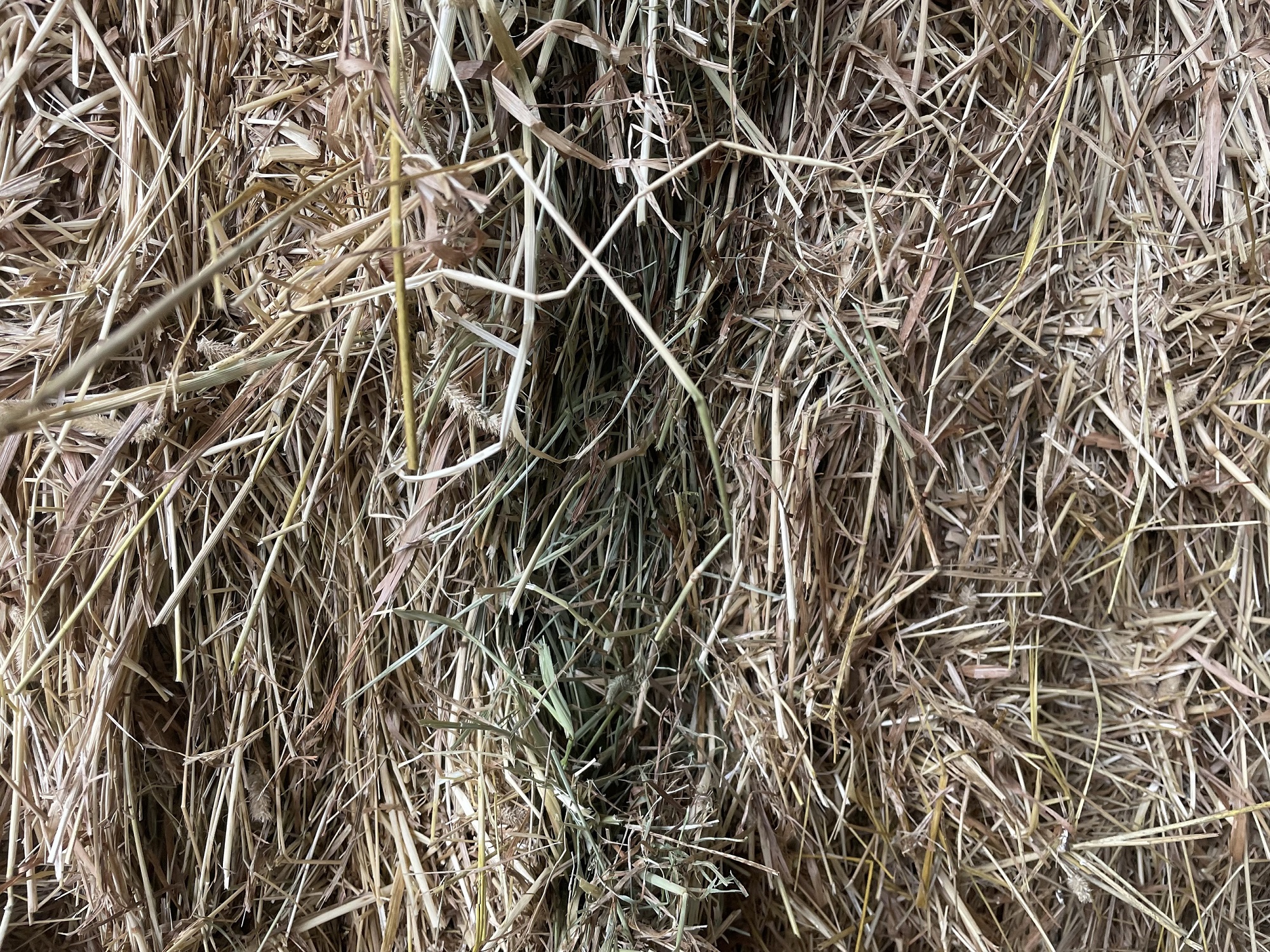 1st Cutting Grass Hay