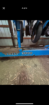 Kinze 3600 16/31 Splitter Planter